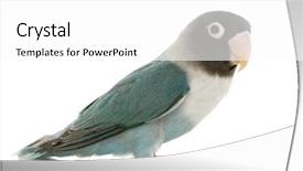  Presentation with pink and blue acrylic smoke white - PPT theme with blue masked -agapornis personata lovebird background and a white colored foreground