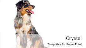  Presentation with australian - Presentation consisting of blue-merle-australian-shepherd-dog background and a white colored foreground