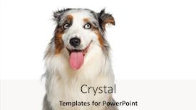  Presentation with australian - PPT theme consisting of blue-merle-australian-shepherd-dog background and a  colored foreground