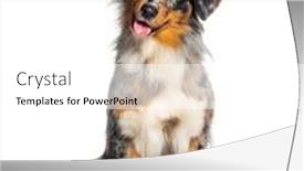  Presentation with white and navy blue - Theme consisting of blue-merle-australian-shepherd-panting background and a white colored foreground