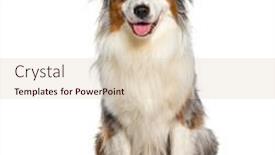  Presentation with white blue vapor trail - PPT layouts enhanced with blue-merle-australian-shepherd-panting background and a lemonade colored foreground