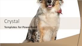  Presentation with australian - Presentation theme consisting of blue-merle-australian-shepherd-sitting background and a coral colored foreground