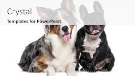  Presentation with australian - Presentation having blue-merle-australian-shepherd background and a  colored foreground