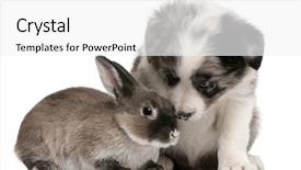  Presentation with border - PPT theme enhanced with blue merle border collie puppy background and a white colored foreground
