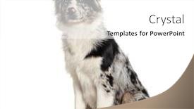  Presentation with australian - Presentation theme consisting of blue-merle-puppy-australian-shepherd background and a white colored foreground