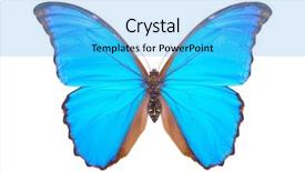  Presentation with moth - Presentation design consisting of blue morpho beautiful colorful butterfly background and a light blue colored foreground