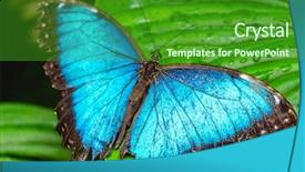  Presentation with frames blue green - Cool new PPT theme with blue morpho butterfly morpho menelaus backdrop and a forest green colored foreground