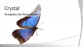  Presentation with blue - Slide set with blue morpho isolated on white background and a white colored foreground