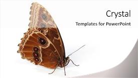  Presentation with oktoberfest bavarian white and blue - Amazing PPT layouts having blue morpho isolated on white backdrop and a  colored foreground