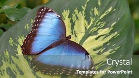  Presentation with butterfly - Presentation theme enhanced with blue-morpho-morpho-butterfly-morpho background and a tawny brown colored foreground
