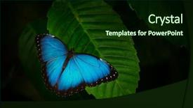  Presentation with green nature - Beautiful presentation theme featuring blue morpho morpho peleides backdrop and a wine colored foreground