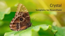  Presentation with blue green - Presentation design with blue morpho morpho peleides background and a gold colored foreground