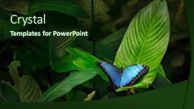  Presentation with blue green - Slide set enhanced with blue-morpho-morpho-peleides background and a wine colored foreground