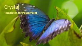  Presentation with frames blue green - Cool new presentation theme with blue morpho morpho peleides backdrop and a tawny brown colored foreground