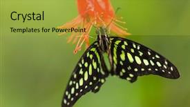  Presentation with blue green - Colorful slides enhanced with blue morpho morpho peleides backdrop and a yellow colored foreground