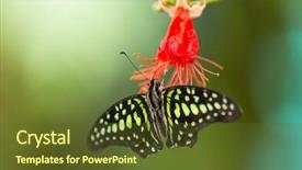  Presentation with blue green - Slides featuring blue morpho morpho peleides background and a tawny brown colored foreground