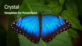  Presentation with green nature - Cool new presentation theme with blue morpho morpho peleides backdrop and a tawny brown colored foreground