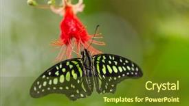  Presentation with blue green - Amazing slides having blue morpho morpho peleides backdrop and a tawny brown colored foreground