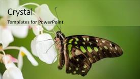  Presentation with blue green - Slides with blue morpho morpho peleides background and a yellow colored foreground