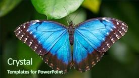  Presentation with blue green - PPT theme having blue morpho morpho peleides background and a tawny brown colored foreground