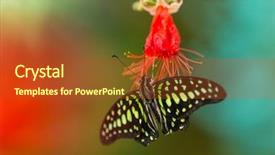  Presentation with blue green - Cool new PPT theme with blue morpho morpho peleides backdrop and a tawny brown colored foreground