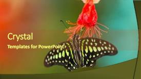  Presentation with blue green - Theme consisting of blue morpho morpho peleides background and a tawny brown colored foreground