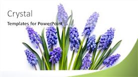  Presentation with blue flower - Presentation design having blue-muscari-flower-isolated background and a white colored foreground