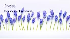  Presentation with blue flower - Audience pleasing presentation theme consisting of blue-muscari-flower-isolated backdrop and a sky blue colored foreground