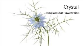  Presentation with nigella sativa seed - Audience pleasing theme consisting of blue nigella flower on white backdrop and a white colored foreground