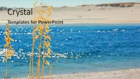  Presentation with sardines school in blue sea - PPT theme having blue ocean and sea oats background and a  colored foreground