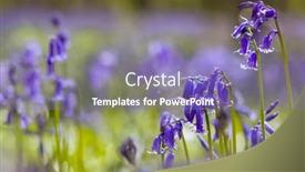  Presentation with belgium - Slide set consisting of blue-or-purple-hyacinth-wildflowers background and a coral colored foreground