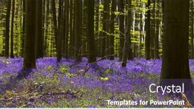  Presentation with belgium - Slides having blue-or-purple-hyacinth-wildflowers background and a  colored foreground