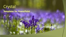  Presentation with brussels - Slide set featuring blue-or-purple-hyacinth-wildflowers background and a tawny brown colored foreground