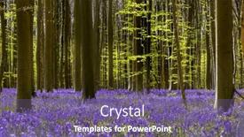  Presentation with brussels - Presentation theme having blue-or-purple-hyacinth-wildflowers background and a violet colored foreground