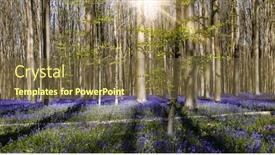  Presentation with brussels - PPT theme having blue-or-purple-hyacinth-wildflowers background and a tawny brown colored foreground