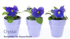  Presentation with pansy flower - Theme having blue pansy plants in flower pots on white background background and a sky blue colored foreground