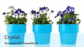  Presentation with pansy - Slide deck having blue pansy plants with flowers in pot background and a cyan colored foreground