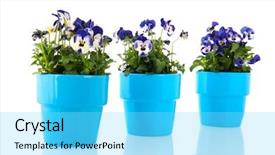  Presentation with pansy - PPT theme featuring blue pansy plants with flowers in pot background and a arctic colored foreground