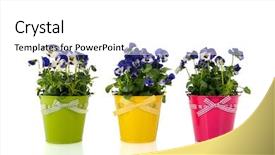  Presentation with pansy - Cool new PPT theme with blue pansy plants with flowers in colorful pot backdrop and a white colored foreground