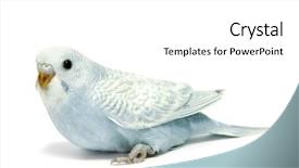 Presentation with breeding - Presentation theme enhanced with blue parakeet breeding isolated background and a white colored foreground