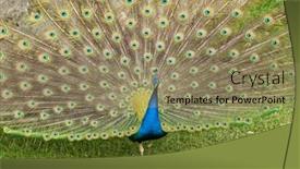  Presentation with ritual - Slides with blue-peacock-fanning-its-tail background and a  colored foreground