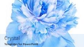  Presentation with peony flower - 