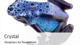  Presentation with poison - Theme enhanced with blue poison arrow frog dendrobates background and a white colored foreground