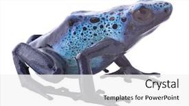  Presentation with tropical rainforest - Cool new PPT theme with blue poison dart frog dendrobates backdrop and a white colored foreground