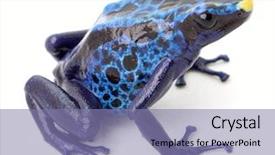  Presentation with poison - Presentation theme having blue poison dart frog dendrobates background and a coral colored foreground