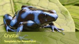  Presentation with tropical rainforest - Presentation design with blue poison dart frog dendrobates background and a tawny brown colored foreground