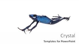  Presentation with poison - Presentation having blue-poison-dart-frog-jumping background and a white colored foreground