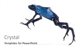  Presentation with poison - Theme having blue-poison-dart-frog-jumping background and a white colored foreground