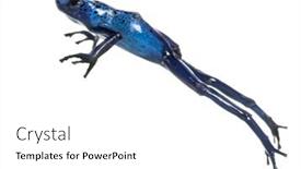  Presentation with poison - Presentation design with blue-poison-dart-frog-jumping background and a white colored foreground