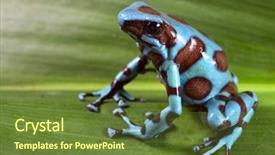  Presentation with poison - PPT theme enhanced with blue poison dart frog background and a tawny brown colored foreground